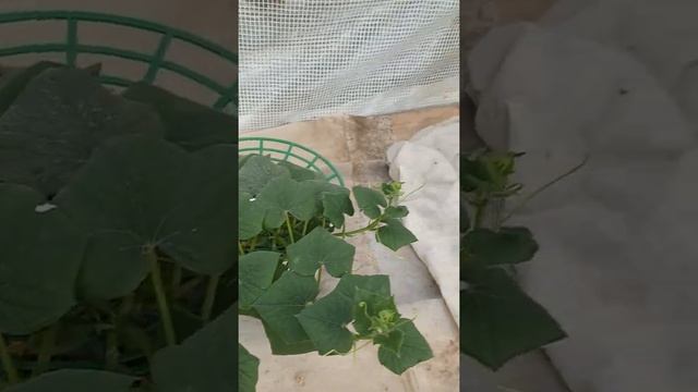 огурец Трюкач варианты выращивания. Эксперимент.