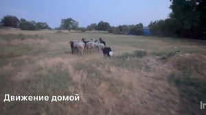 Бордер колли (пастушья служба) питомник «Дом чемпионов бордер колли"