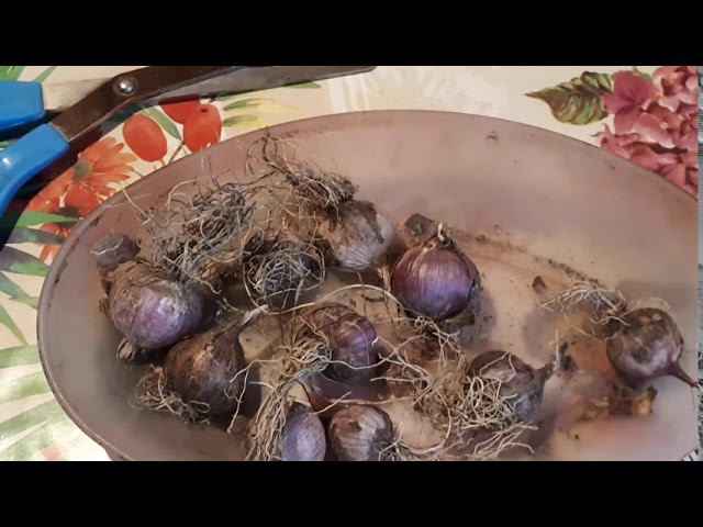 Семена озимого чеснока  тоже сушить?