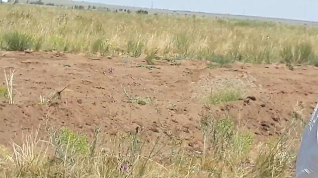 Скачки. Новоорск Станция смотреть онлайн