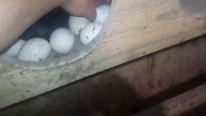 Сажаем курицу на индюшиные яйца из холодильника