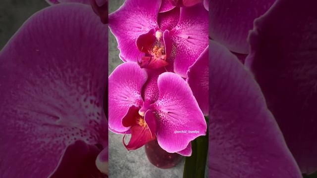 Phal. Emperor Jewel peloric (butterfly) ? Домашнее цветение орхидеи бабочки Жемчужины Императора ?