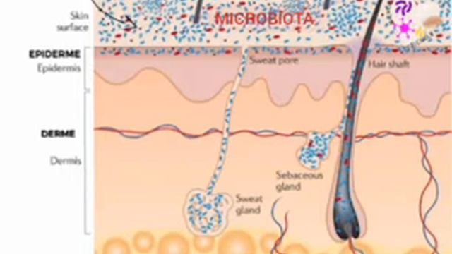 Microbiota da pele смотреть онлайн