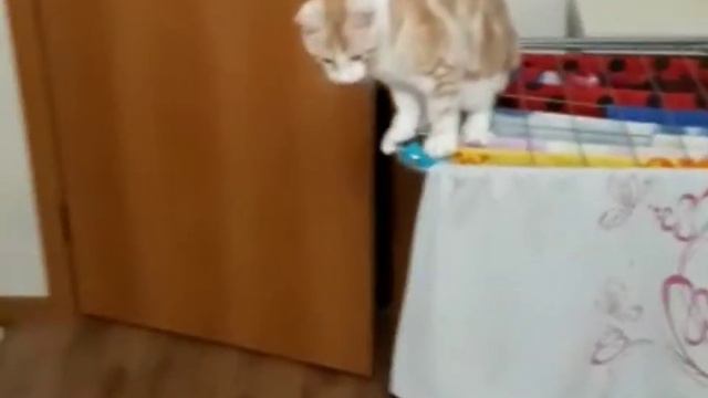 Дёма эквилибрист смотреть онлайн