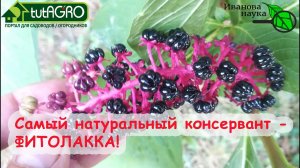 НАТУРАЛЬНЫЙ КОНСЕРВАНТ для овощных и фруктовых домашних консервов. Как использовать Лаконос.