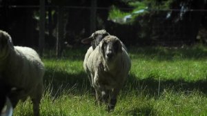 Heidis Küken - Das kleine Küken piept