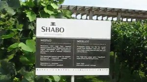 Виноградый сад на заводе Шабо Одесской области.