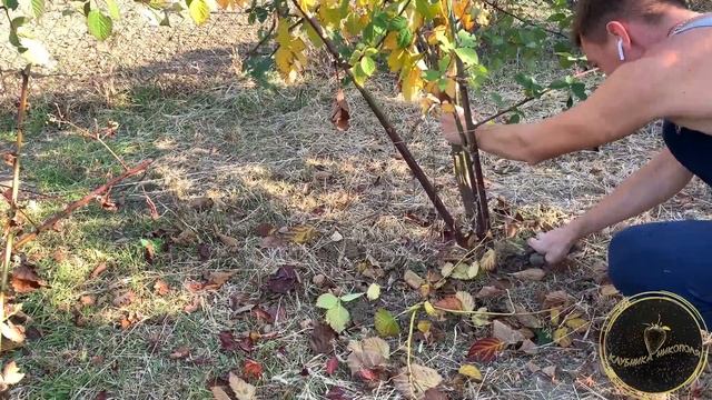 УКРЫТИЕ ЕЖЕВИКИ, ВИНОГРАДА и КЛУБНИКИ смотреть онлайн