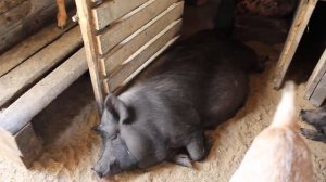 Сколько стоит  поросёнок вьетнамской вислобрюхой свиньи?