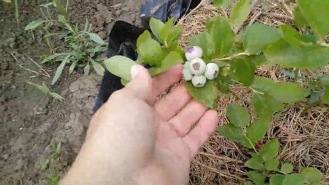 Голубика восьми сортов,как растёт. смотреть онлайн