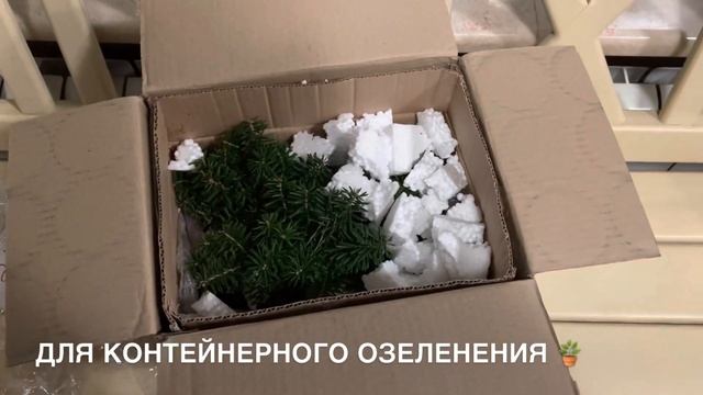 ПОСЫЛКА:ПИХТЫ КОРЕЙСКИЕ “BRILLIANT”,”CIS”❄️В ОЖИДАНИИ МОРОЗОВ,УКРЫВАЕМ РАСТЕНИЯ ❄️ смотреть онлайн