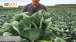 Капуста белокочанная Юбилей F1