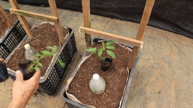 Secrets of growing Pepino Melon at home for beginners - Yellow Striped Watermelon смотреть онлайн