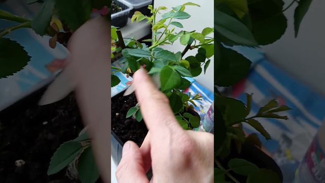 Практика обрезки РОЗЫ посаженной в квартире. смотреть онлайн