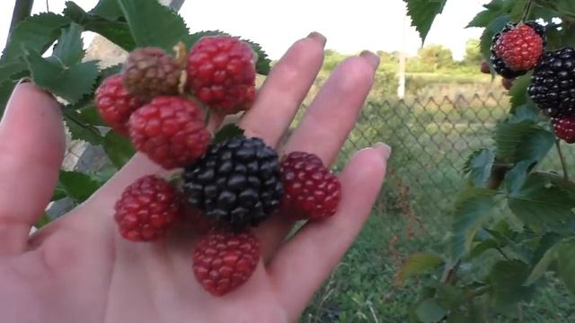 Трипл Краун, урожайный устойчивый вкусный сорт ежевики смотреть онлайн