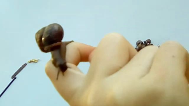 Загадки про улитку , видео . Ответы Онлайн ivacademy смотреть онлайн