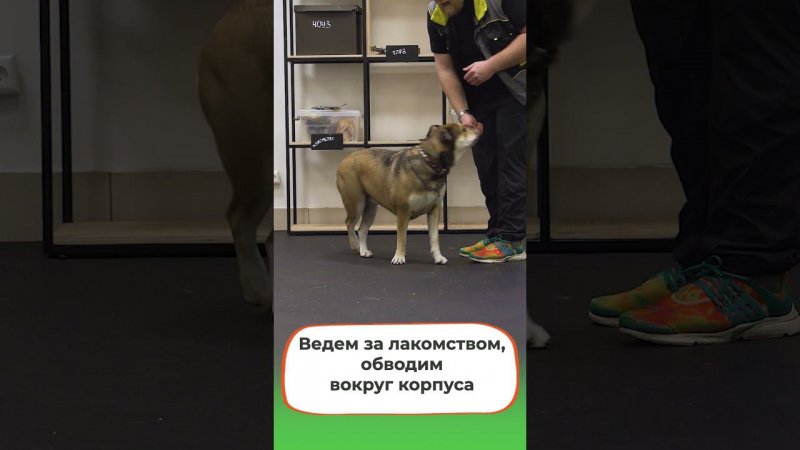 Как научить собаку команде "Сидеть" #petfriendly   #дрессировка #shorts  #обучение #собака