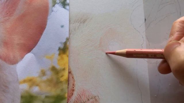 Patreon | Petunia Tutorial #10 Taster Video смотреть онлайн