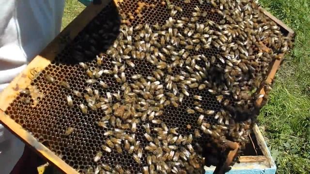 Формирование отводков. Часть2 смотреть онлайн