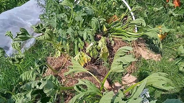 Ярославль Жизнь в деревне Кабачки тыквы на ТËПЛЫХ грядках. смотреть онлайн