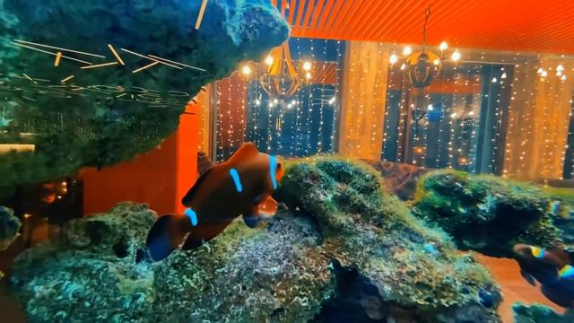 ОБЗОР: РЕСТОРАН ЧАЙХОНА №1 | НОВЫЙ ОБЗОР смотреть онлайн