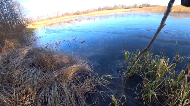 В поисках НАЛИМА в Смоленской области! Оставил ДОНКИ на НОЧЬ, а утром  ждал СЮРПРИЗ!!