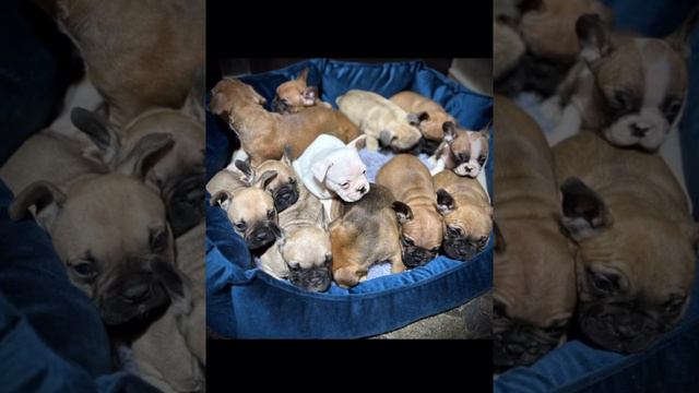 Щенки французского бульдог I love dogs смотреть онлайн