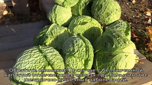 Савойская капуста смотреть онлайн