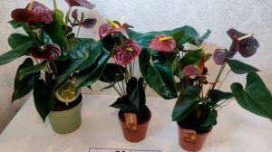 #ЦветыВместе сравнение Антуриумов: Aramon, Sempre и Otazu (UltraHD #4K #3840p60FPS)