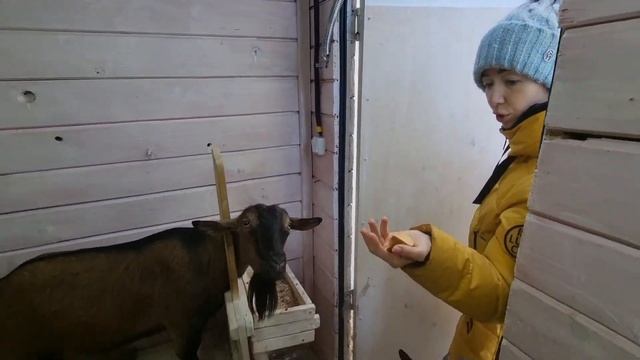 Козлятки играют в прятки.Феромоны козла.