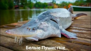 БЕЛУГА?/Рыбы/Животные/Интересные факты