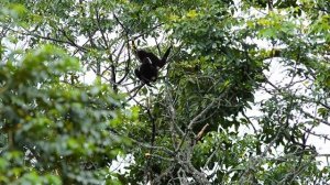 Гиббон - поющая обезьяна - Фильм 1. Музыкальный инстинкт - Документальный фильм