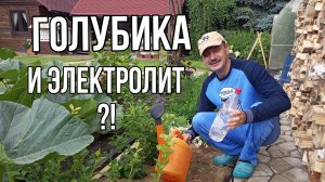 Голибика посадка и уход