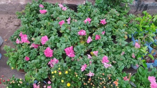 Most Popular Flower Plants Market In Kolkata | Rose Dianthus Petunia Marigold At Galiff Street смотреть онлайн