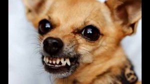 Мысли маленькой злой собаки