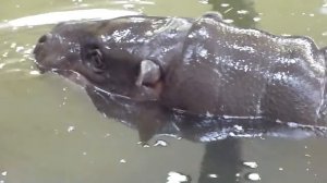 Карликовый бегемот (pygmy hippopotamus)