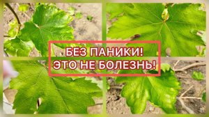 ВИДЫ ХЛОРОЗА НА ВИНОГРАДЕ