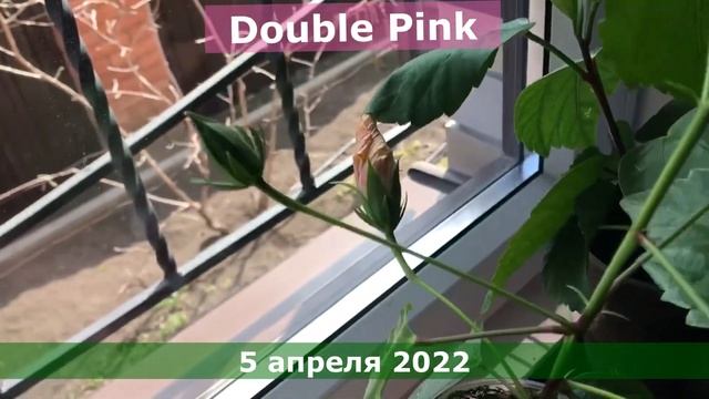 Китайская роза (из Краснодара). Часть2 : зацвел Double Pink  // Hibiscus rosa-sinensis