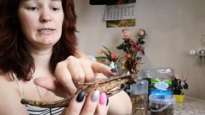 Посадка георгинов ранней весной