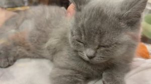 ШОТЛАНДСКАЯ ПРЯМОУХАЯ КОШКА / СКОТТИШ-СТРАЙТ / 3 МЕСЯЦА КОТЕНКУ