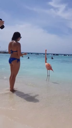 Пляж с розовыми фламинго