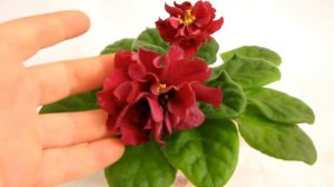 АВ-Черный принц. Фиалка. Стандарт. Юлия Датта