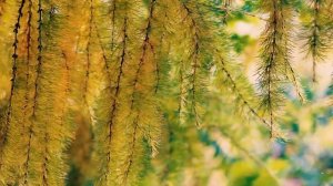 Футаж — Осенний фон с лиственницей. Футажи (footages) красивая природа [FullHD]