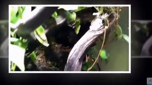 Апистограмма какаду содержание, разведение