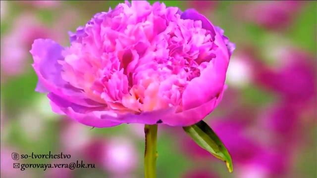 ☀ Великая волшебная мантра сострадания ГуаньИнь  ☀.mp4