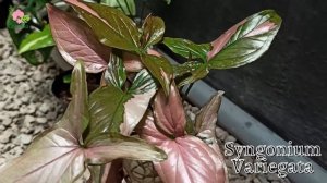 Fakta Syngonium Variegata