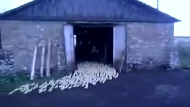 Самое популярное видео 2014 г про утят смотреть онлайн