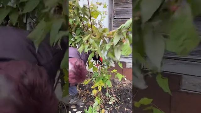 малина, осенняя обрезка смотреть онлайн