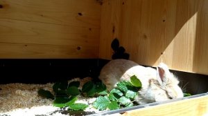 Сколько окролов в год получают от крольчихи оптимально? Пауза между окролами сколько дней?