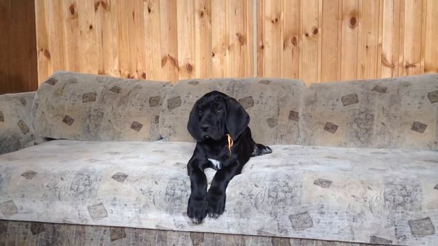 Голд Санрайз Инфанта Иджи (2,5 месяца) смотреть онлайн